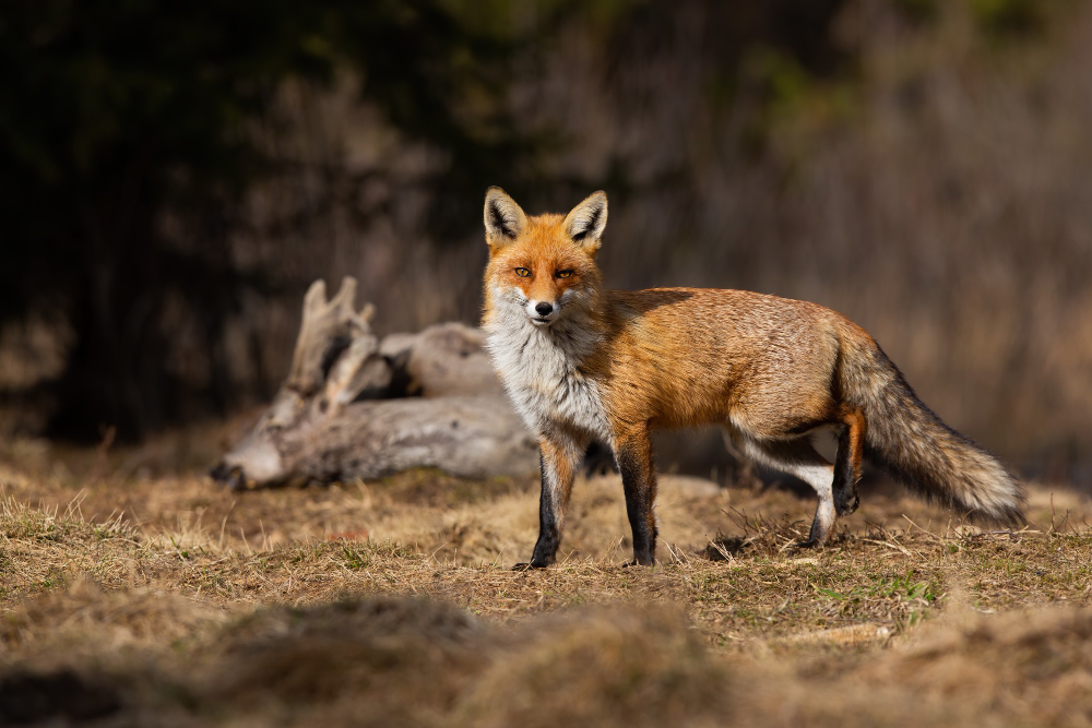 fox