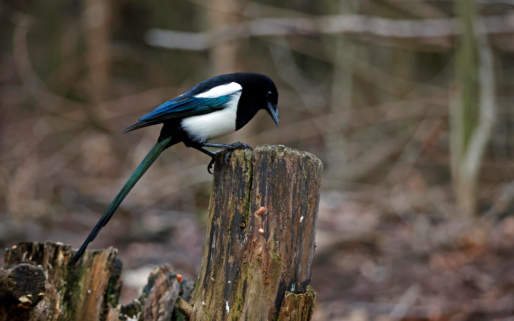 Magpie
