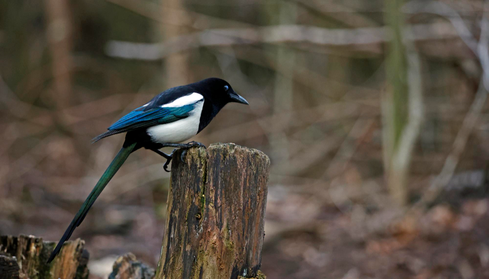 Magpie