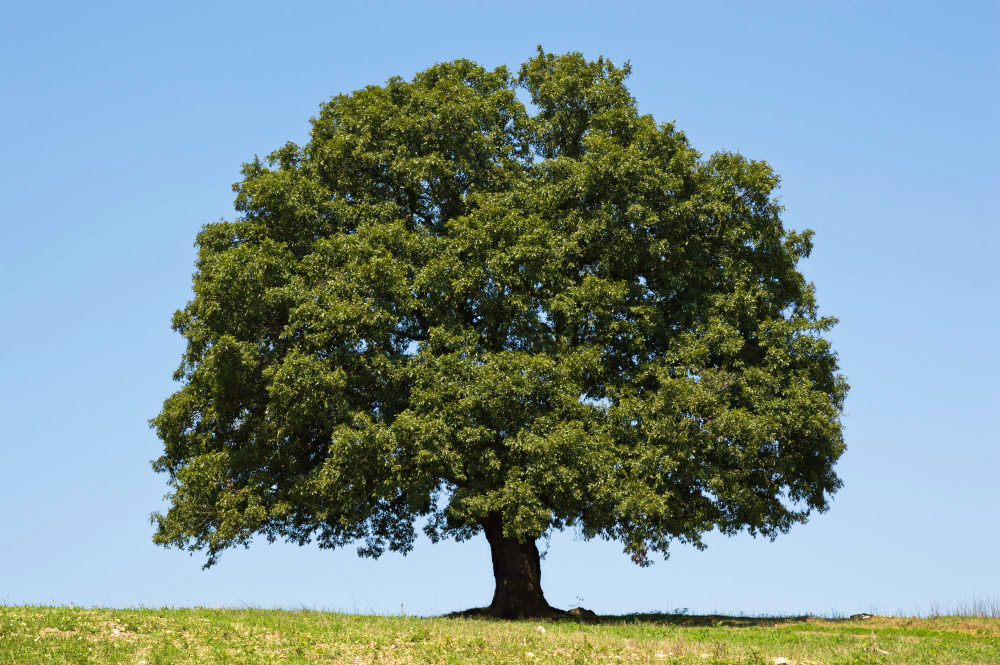 Oak Tree