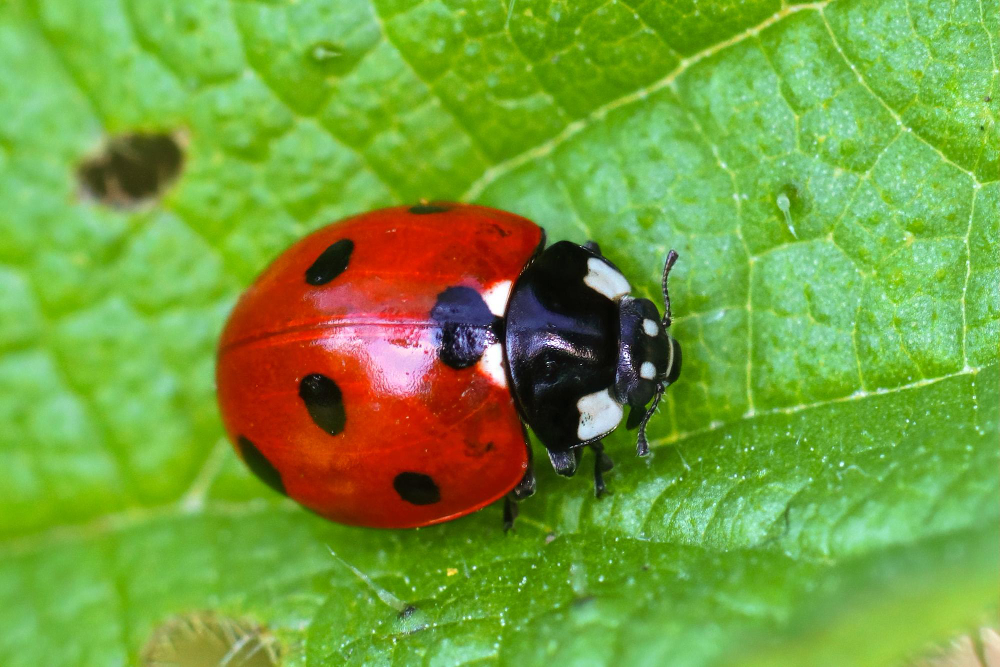 Ladybird