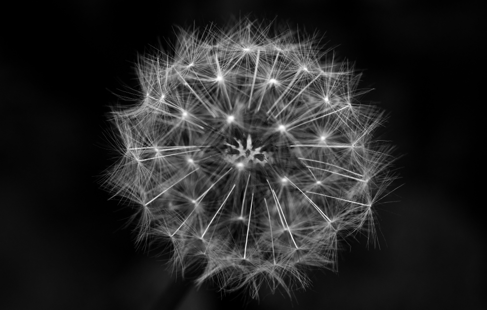 Dandelion