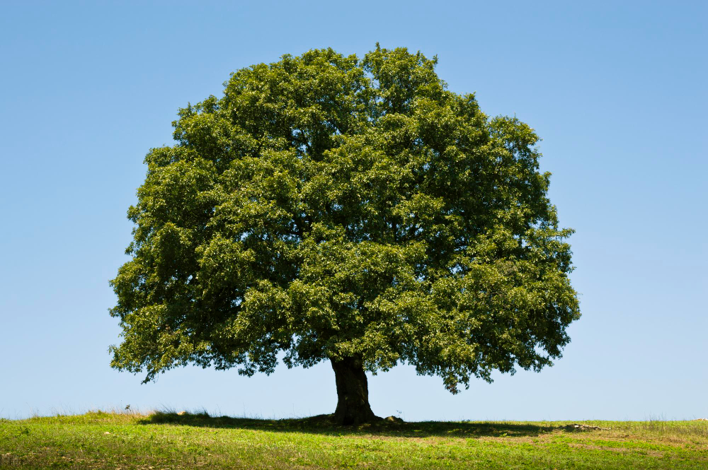 17 Things an Oak Is Doing, Including Building Nurseries for Insects That Are Not Its Idea