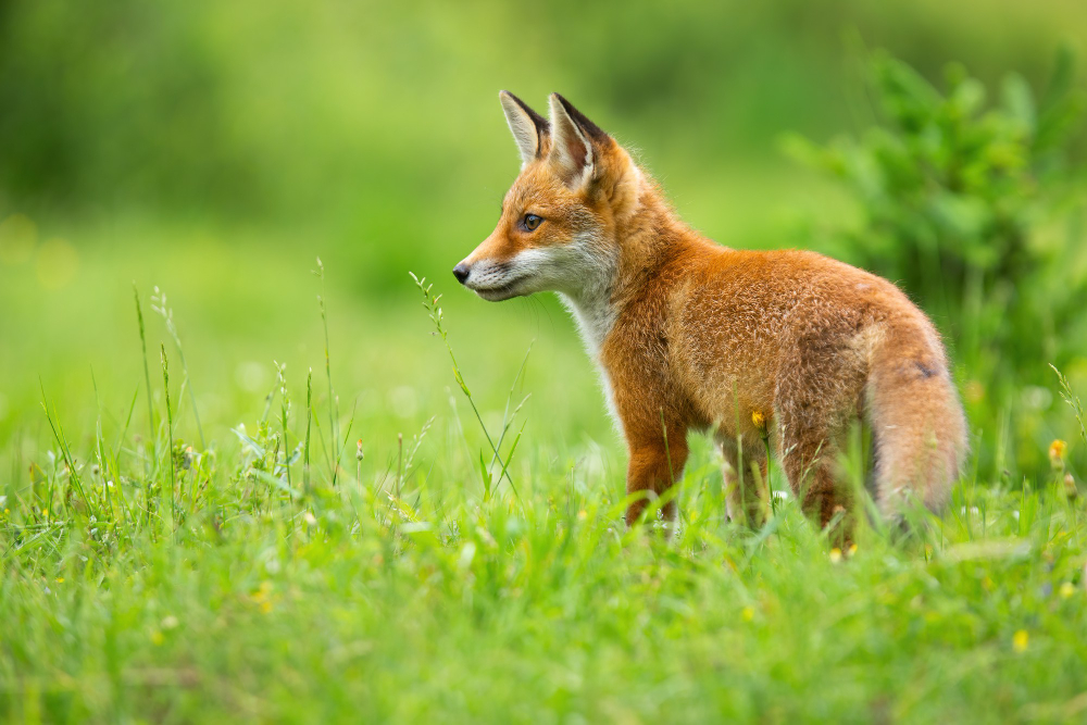 fox
