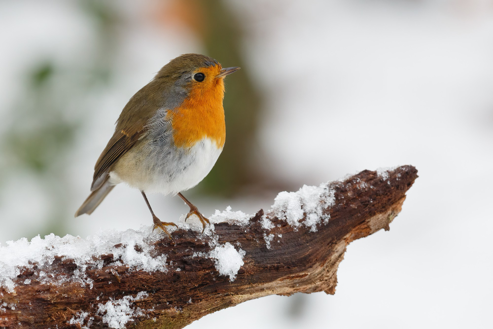 Robin Bird