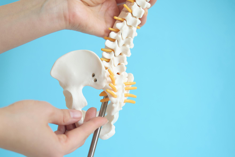 intervertebral disc