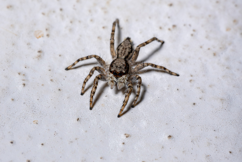 Spider