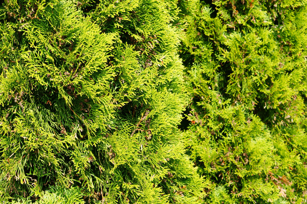 Taxus