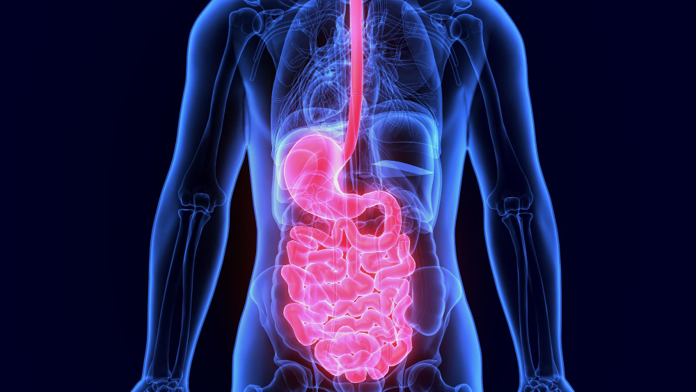 Digestive System