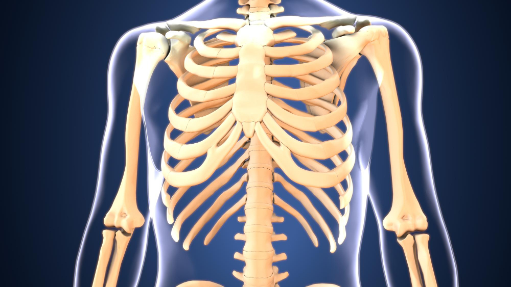 human rib 