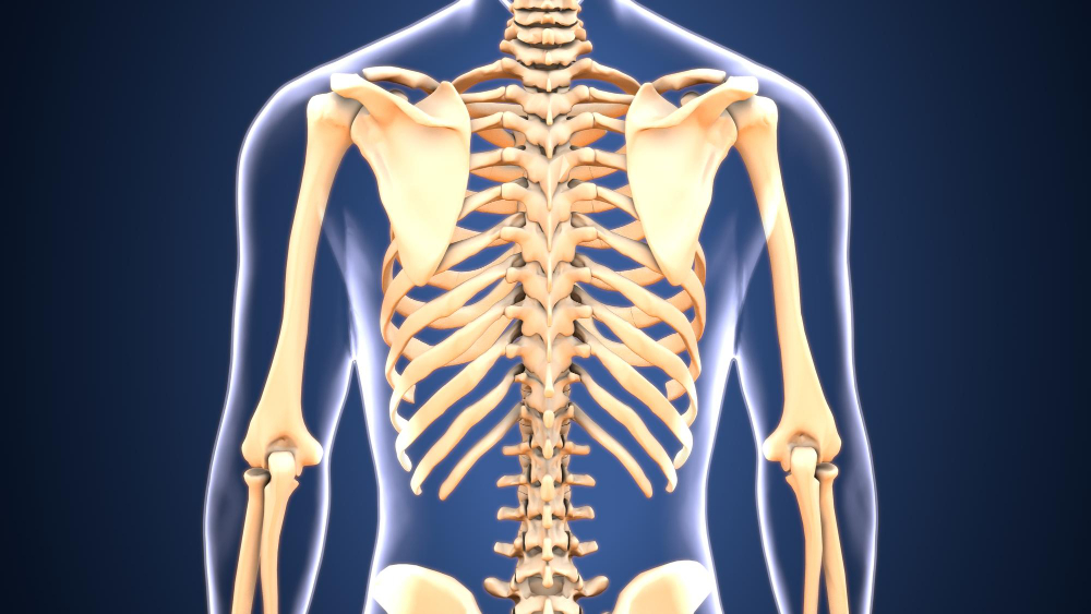 human rib 