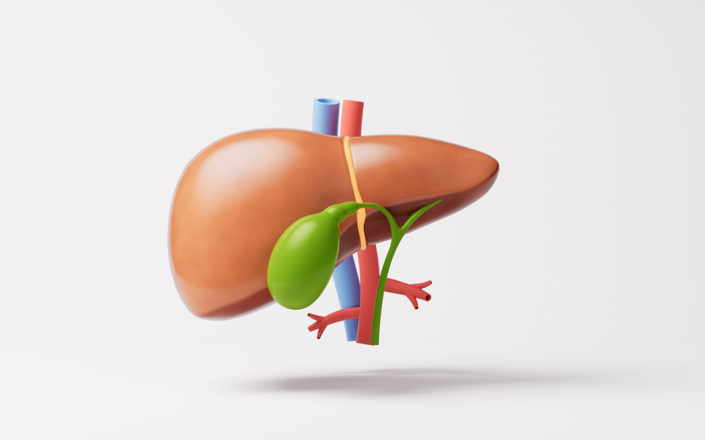 human liver