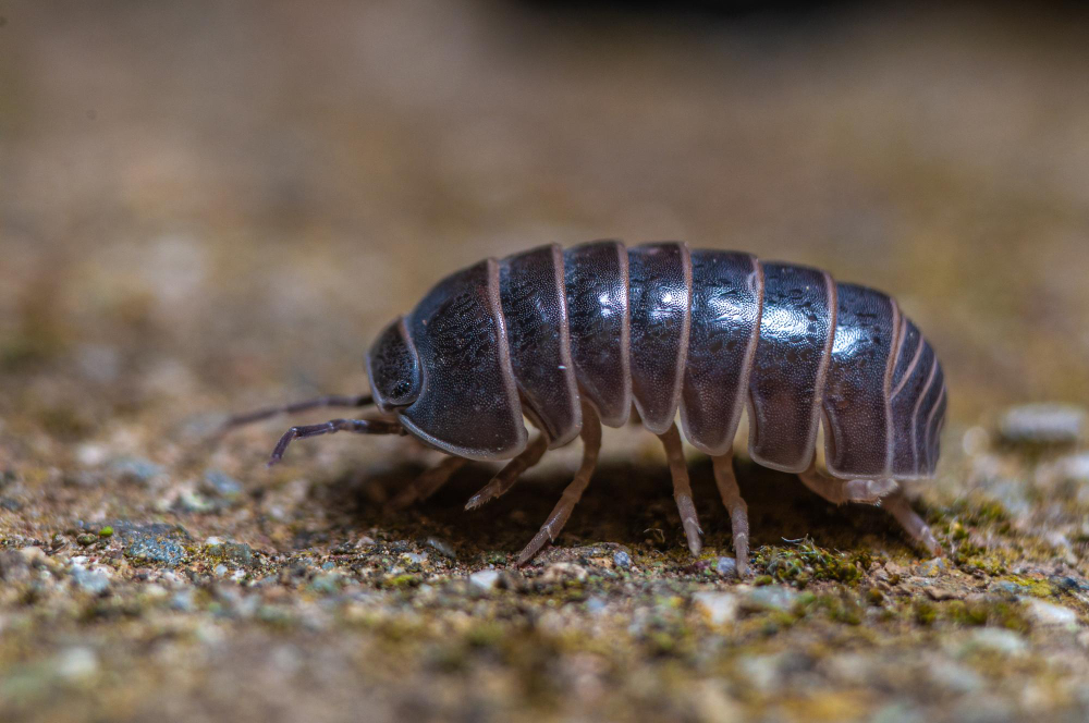 Woodlouse