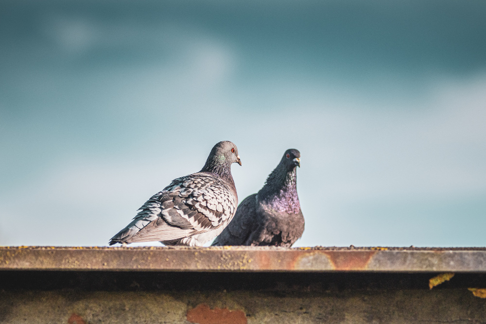 pigeon