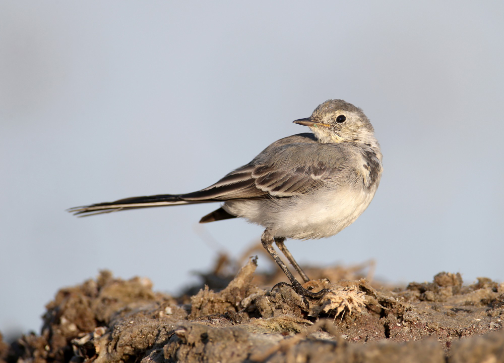 Sparrow