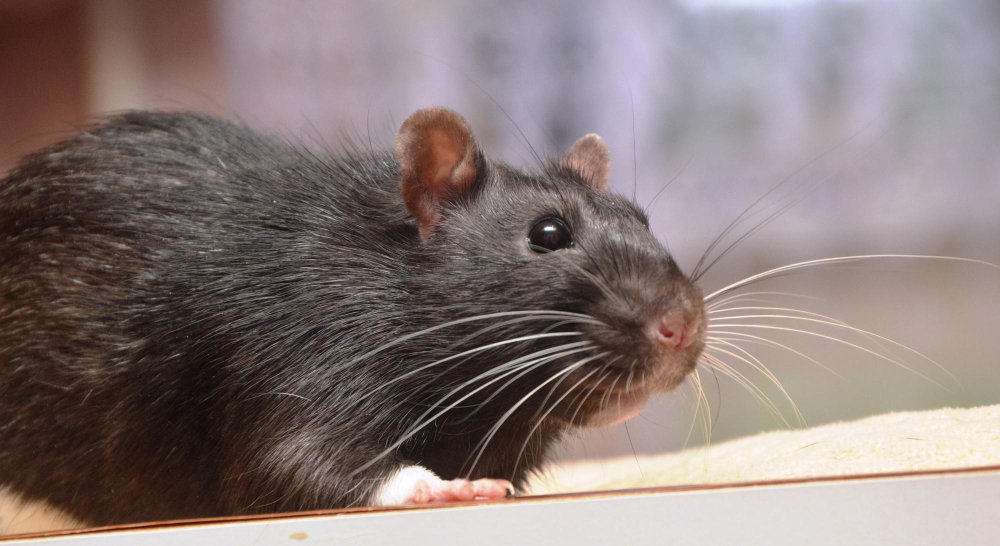 Mouse