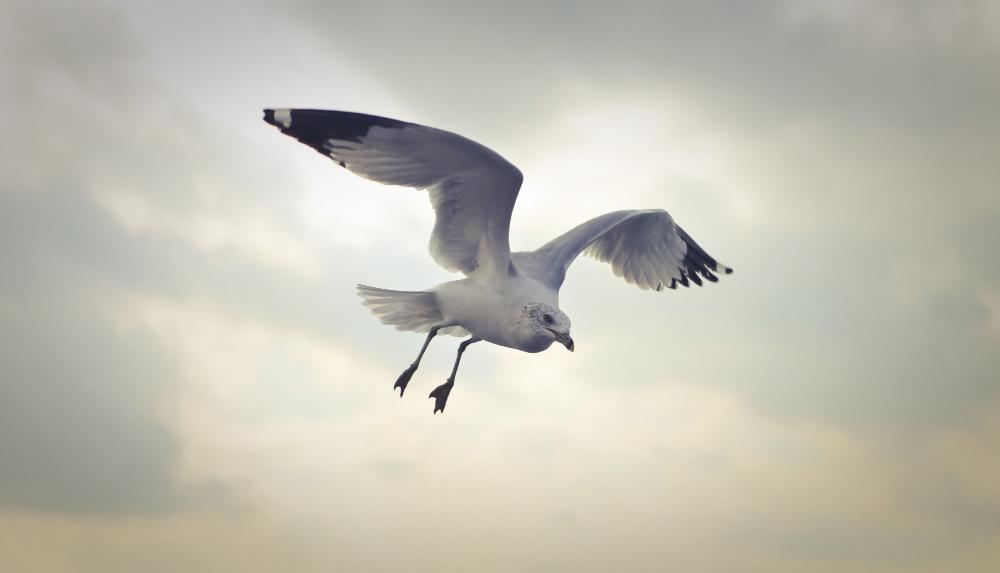 Seagull