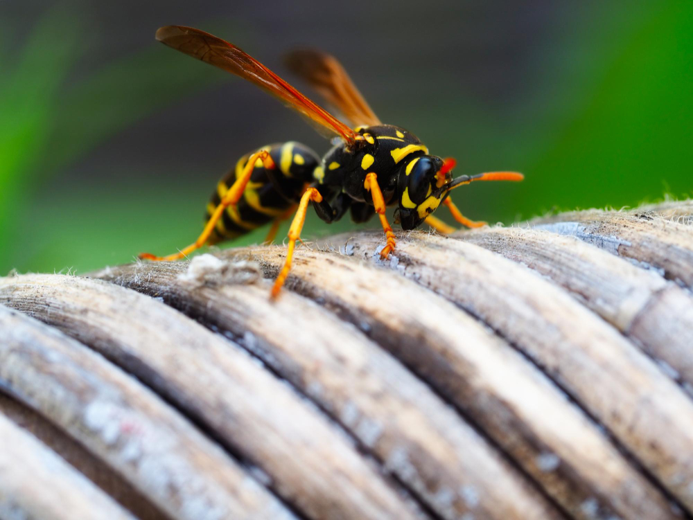 Wasp