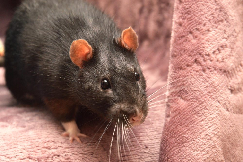 Mouse