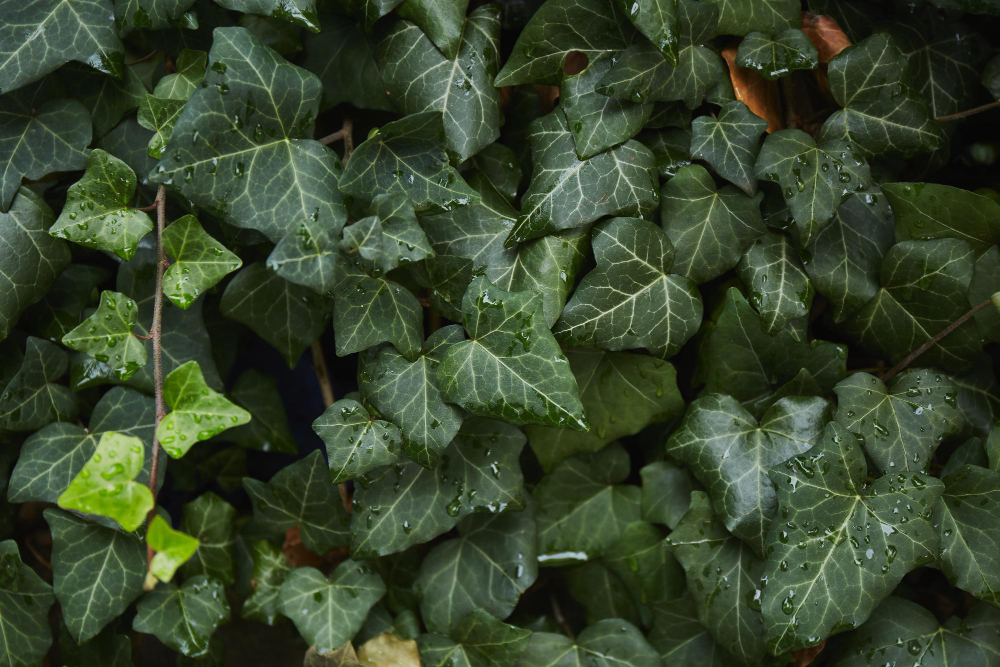 Ivy