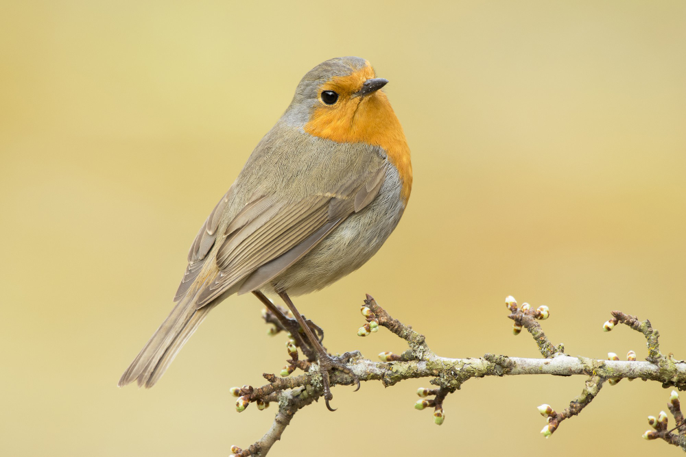 Robin Bird