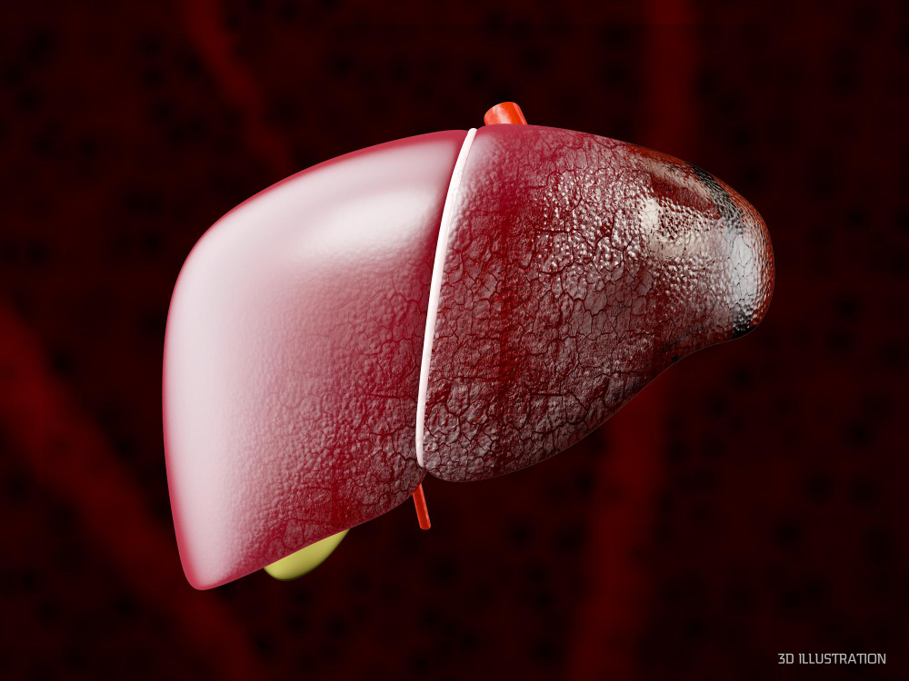 human liver
