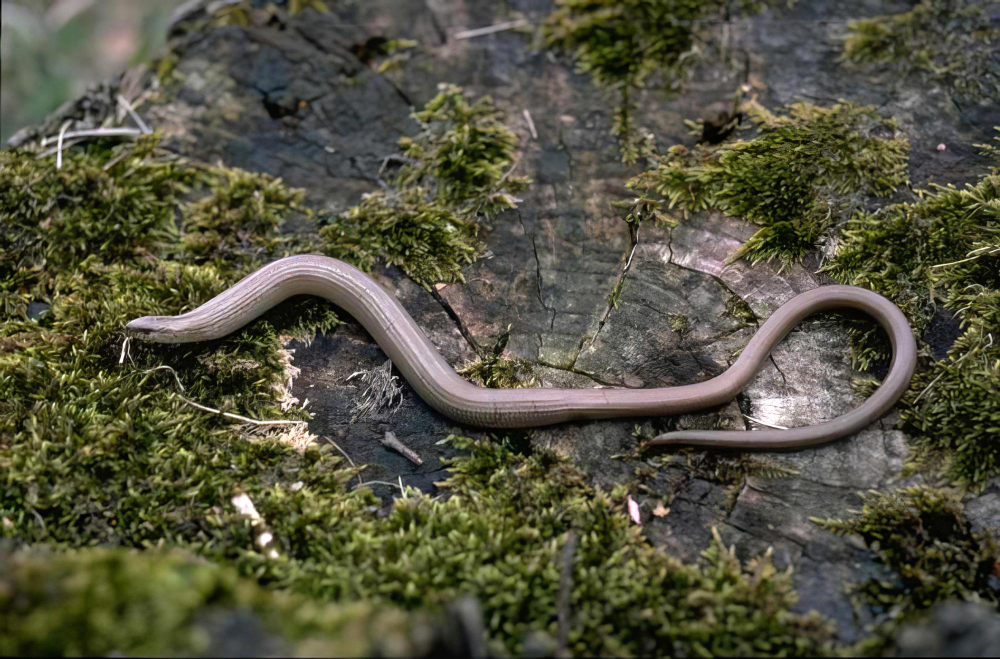 Slow Worm