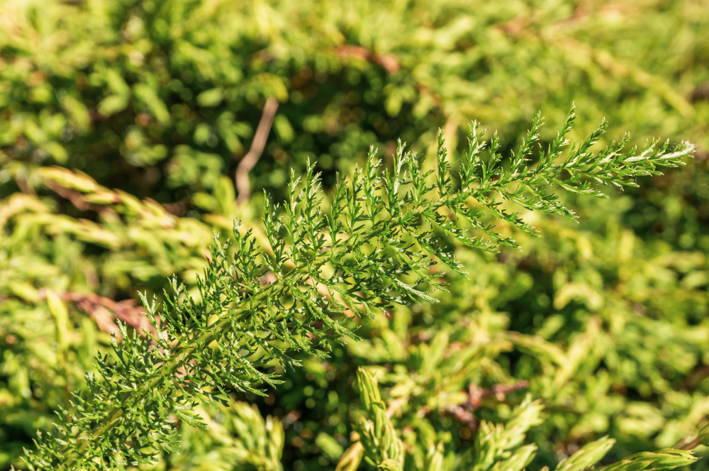 Taxus