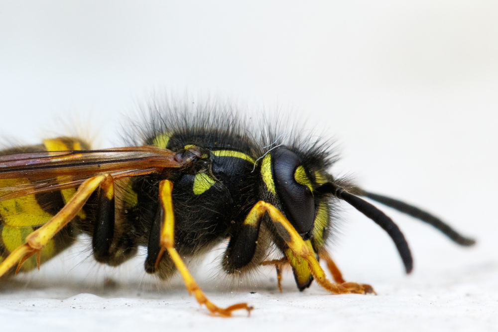 Wasp