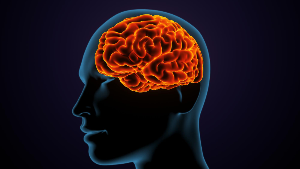 Brain
