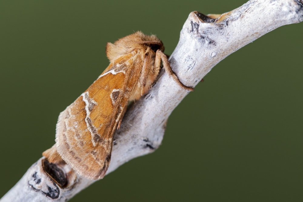 clothes moth