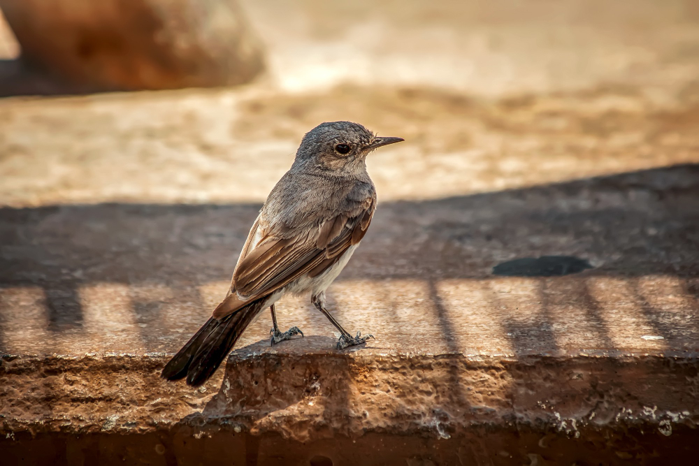 Sparrow