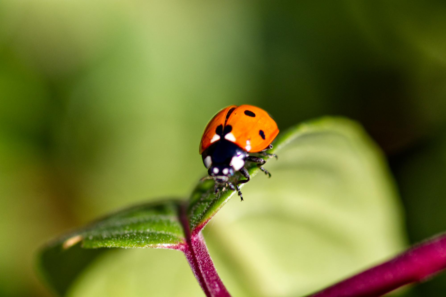 Ladybird