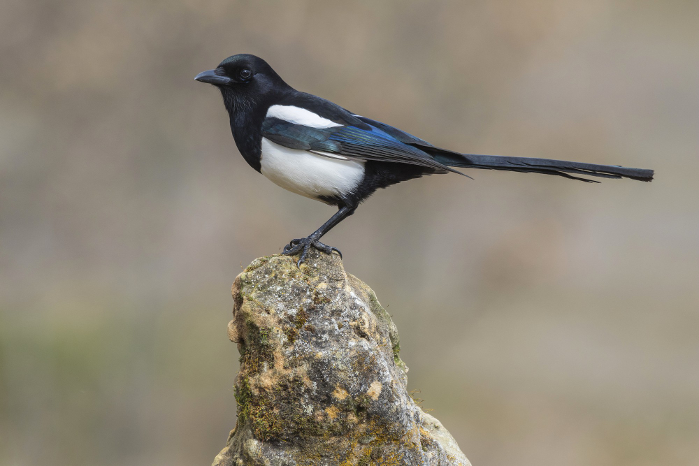 Magpie