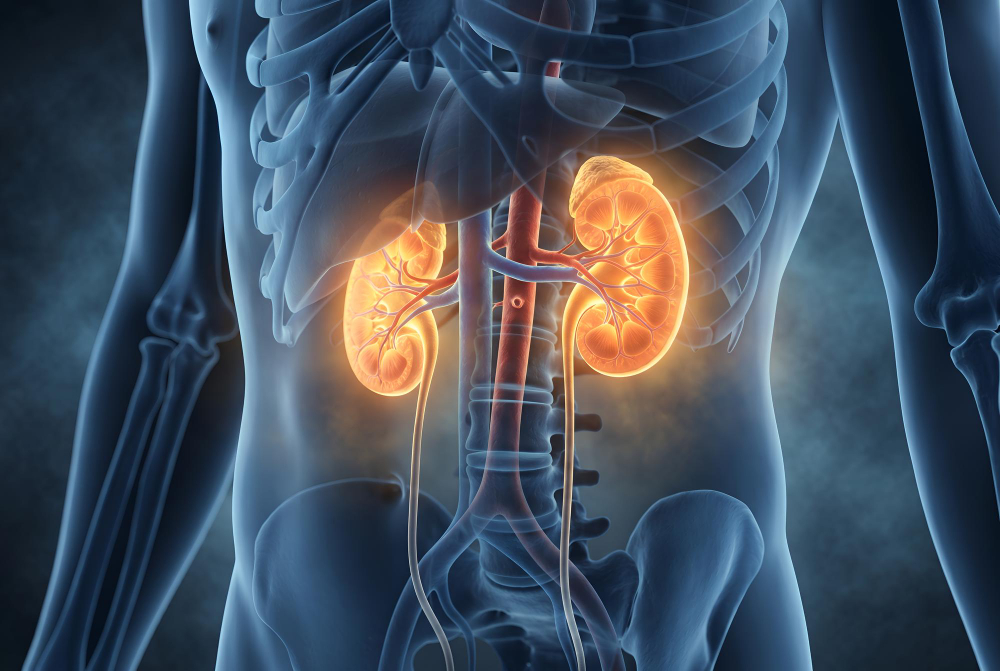 Kidneys