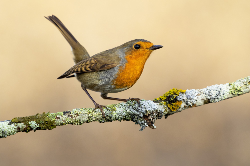 Robin Bird