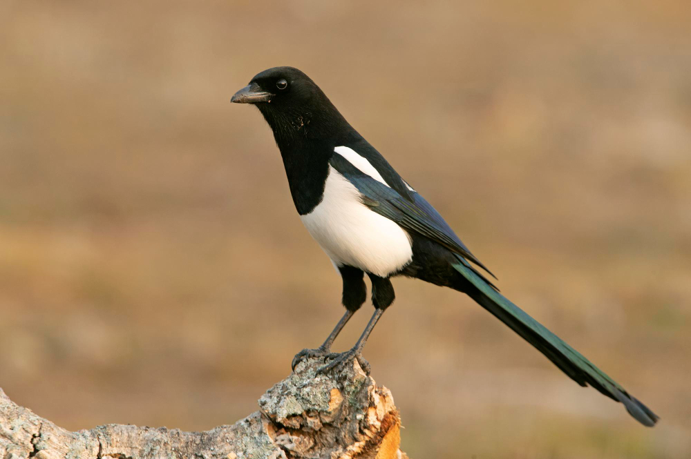 Magpie
