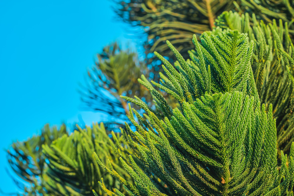 Taxus