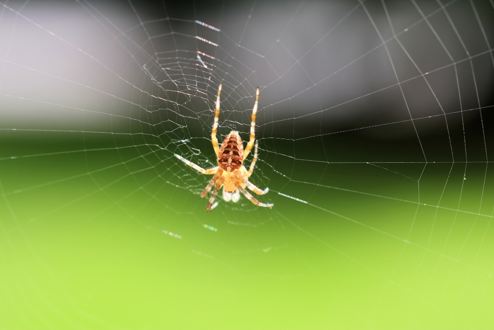 Spider