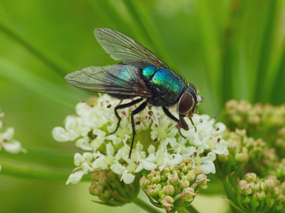 housefly