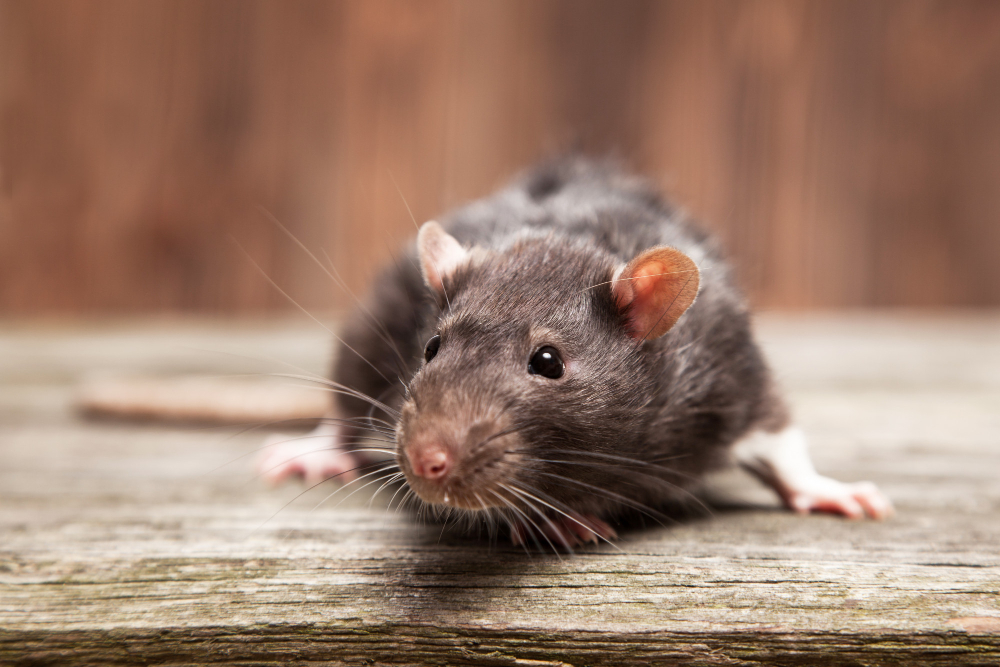 Mouse