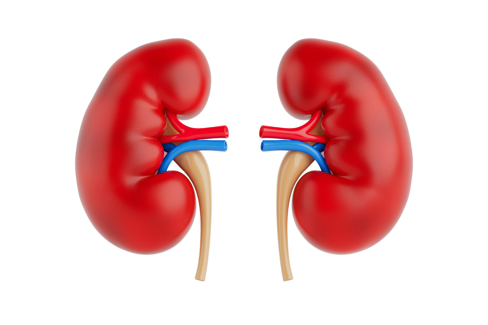 Kidneys