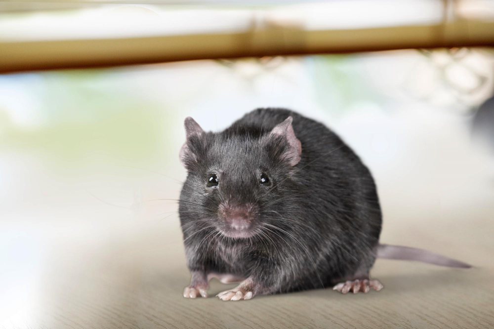 Mouse