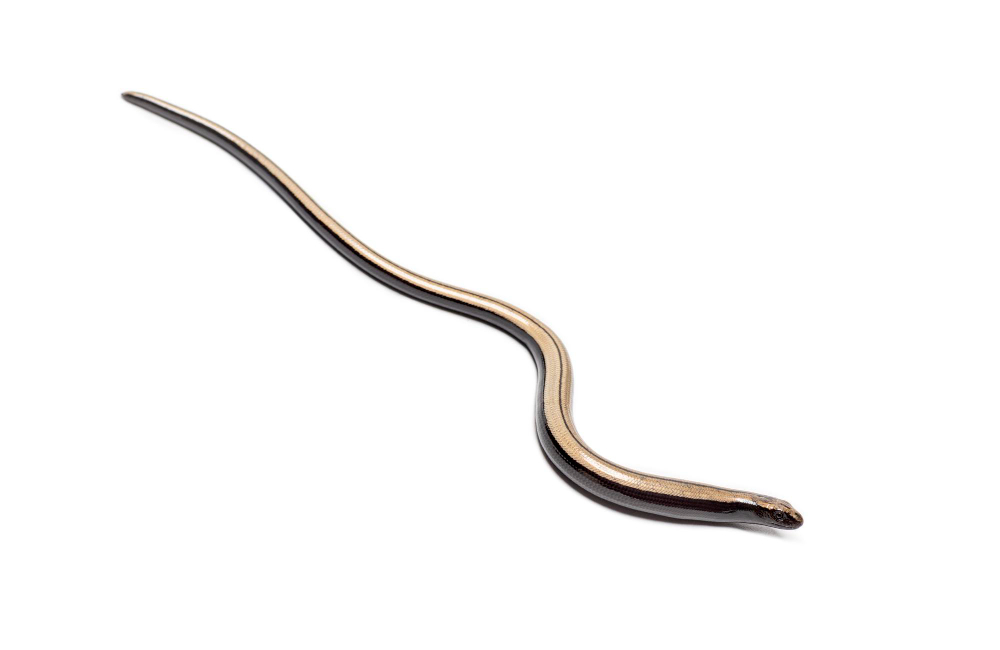 Slow Worm
