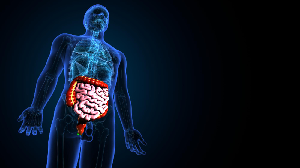 Digestive System