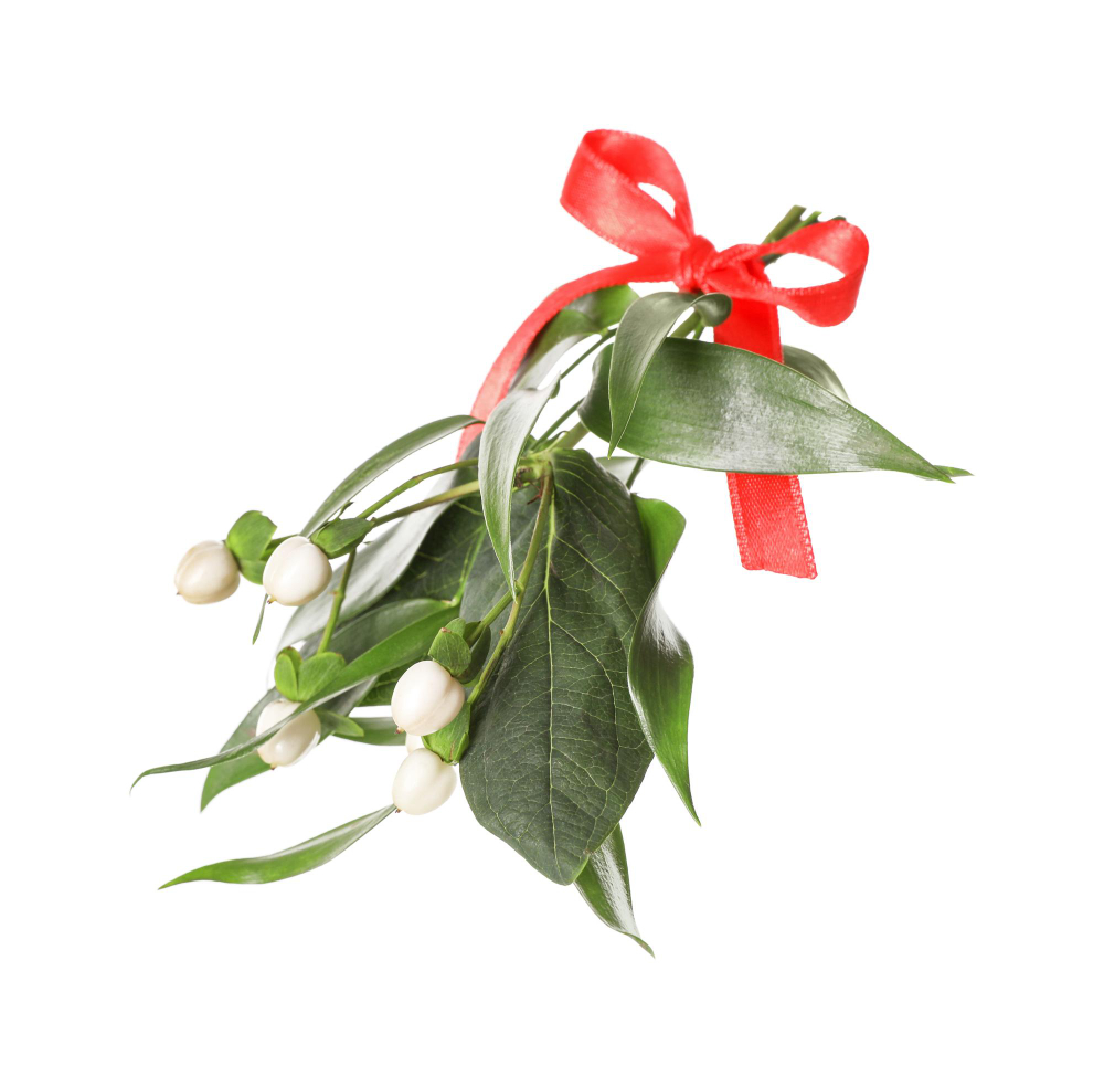 Mistletoe
