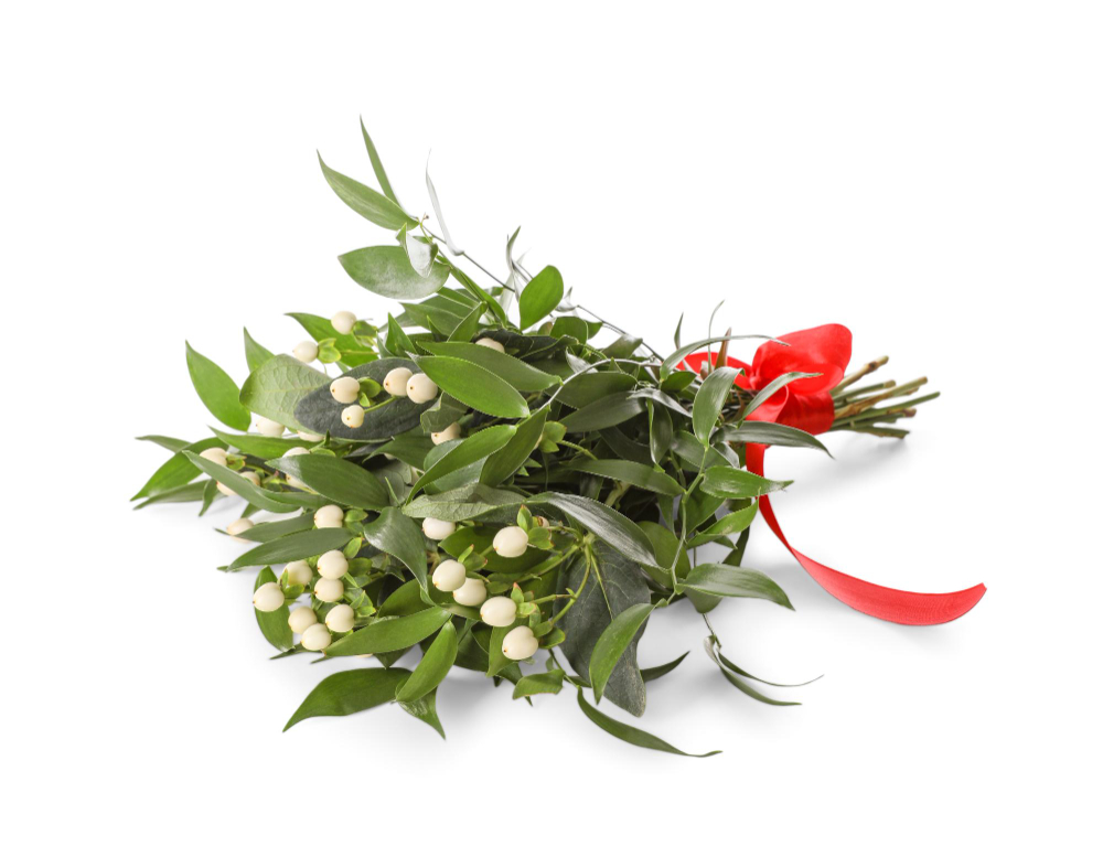 Mistletoe