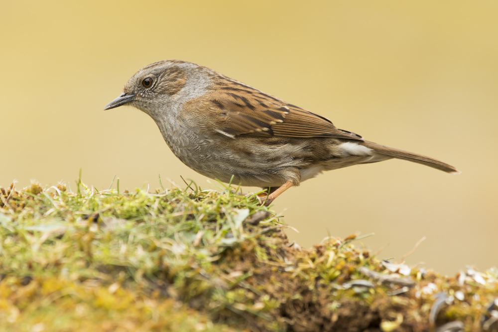 Sparrow
