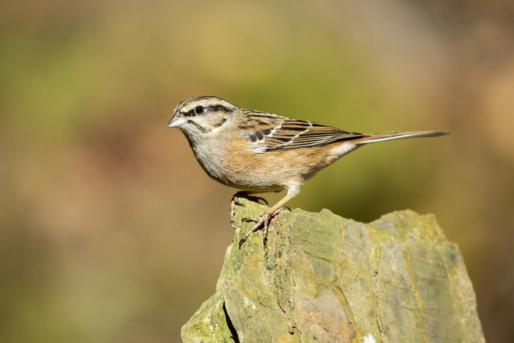 10 Things About the House Sparrow, Which Was the Commonest Bird in the Country Until It Was Not