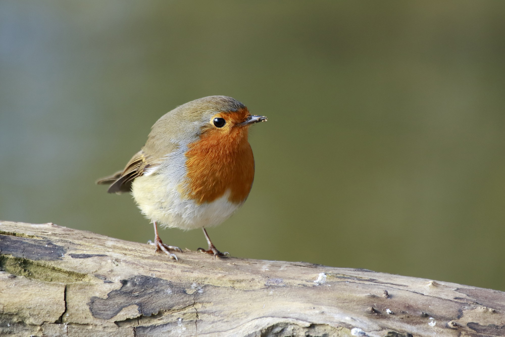 Robin Bird